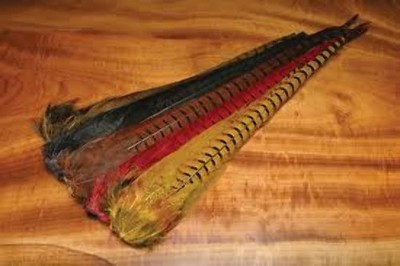 Ringneck Pheasant Tail Clump - Fly Tying