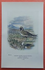 Goldregenpfeifer Pluvialis apricaria Golden Plover  FARBDRUCK 1910 Ornithologie