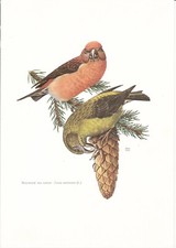 Planche 21 Histoire Naturelle Oiseaux : Bec croisé des Sapins
