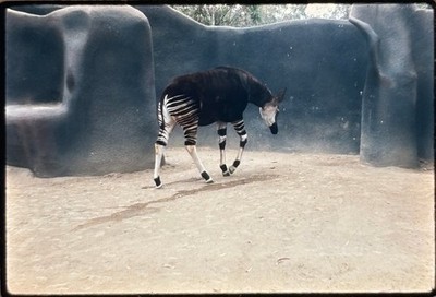 Vintage 1973 Kodak Ektachrome 35mm Slide Okapi Wildlife Photo Zoo
