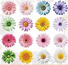 🌼 32 DAISY FLOWER STICKERS floral WILDFLOWER summer bouquet Gerbera gerber 🌼