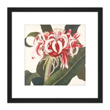 Bury Havell Giant Spider Lily Queen Emma Flower Square Framed Wall Art 8X8 In