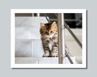 Siberian Kitten Cat Photo Picture Print 8x10 11x14 16x20 w/Framed Option (Wb1)