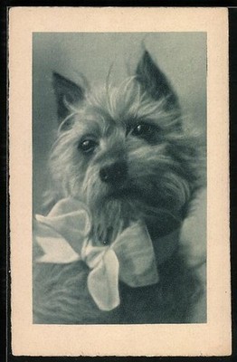 Terrier mit Schleife, Portrait, Ansichtskarte 