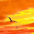 marmalade..skies