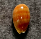 Cypraea leviathan 78 mm F+++ BIG elongated shape nice color pattern WOW!!!!