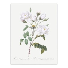 White Rose Floral Illustration Redoute Vintage Wall Art Print Poster