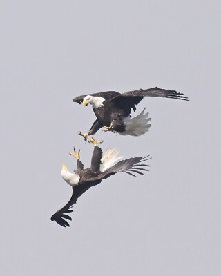 photograph of two eagles frolicking