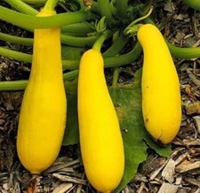 20 - Squash Seeds - Fresh Harvest of Premium 2025   Straightneck Summer - A 79