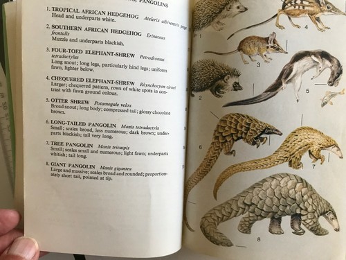 A Field Guide to the Larger Mammals of Africa by Jean Dorst, Pierre Dandelot - Imagen 3 de 5