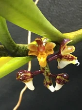 CLEISOSTOMA SUBULATUM VANDA TYPE SPECIES ORCHID PREVIOUSLY BLOOMED PLANT
