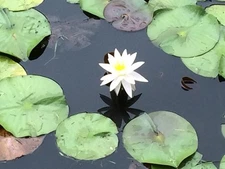 Water Lily