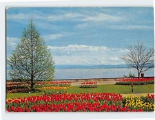 Postcard Ufergarten zur Tulpenzeit Insel Mainau Konstanz Germany