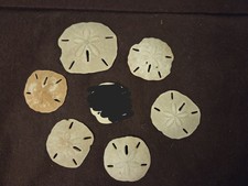 Set 6 Genuine Natural Sand Dollars Beach Home Decor Display Specimen