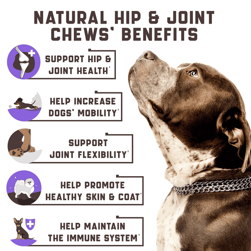 Glucosamine for Dogs Functional Dog Joint Supplement with Chondroitin Msm Hemp - Picture 2 of 7
