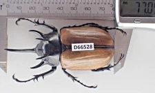 D66528. Insects, Dynastidae: Eupatorus gracilicornis. Vietnam, Nghe An. Notes!!!