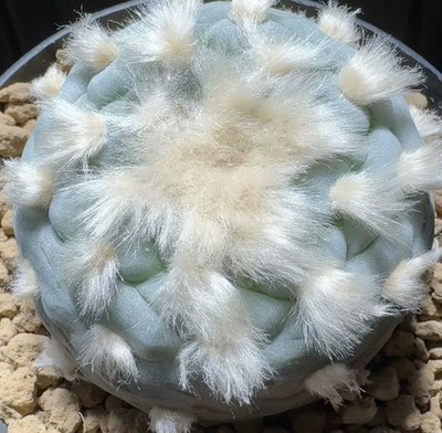 6.4cm RareSucculent Plant Cactus LW OwnRoot WYSIWYG Boutique  Decor long hair