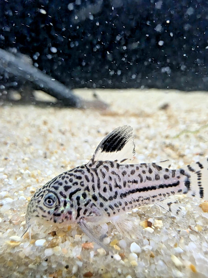 Grupo Julii Corys Envío Gratis 2 Días Foto 3 de 4