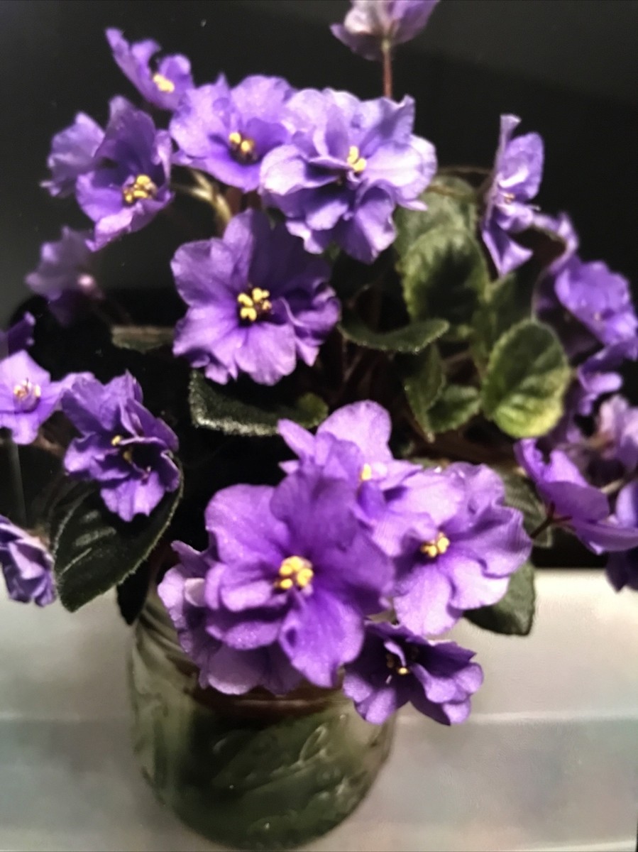 希少 90s VINOROSSO ウェア 中綿 パープル タイダイ柄 バブル African Violet Plant “Rob's Argyle Socks” Variegated (Semi