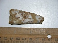 Dinosaur fossil tooth Spinosaurus Cretaceous Era bigger 2 inch long K65