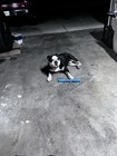 English Bulldog Stud Ready For Mating Not FOR SELL — photo 1