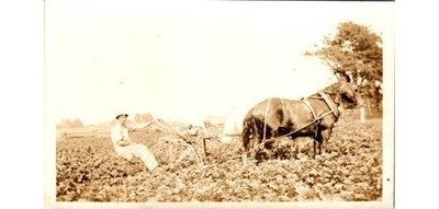 1910s Horse Drawn Plow Photo-Farmer & Team of Horses-Agricultural Life