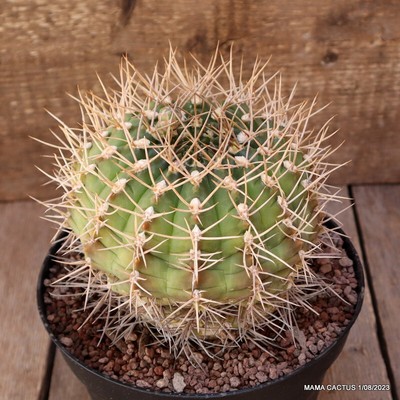 A9986 GYMNOCALYCIUM EURYPLEURUM pot18-H13-W15 cm MaMa Cactus