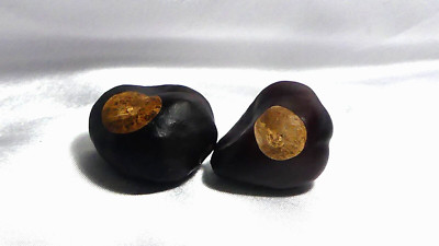 Lucky Buckeye nut - Horse Chestnut