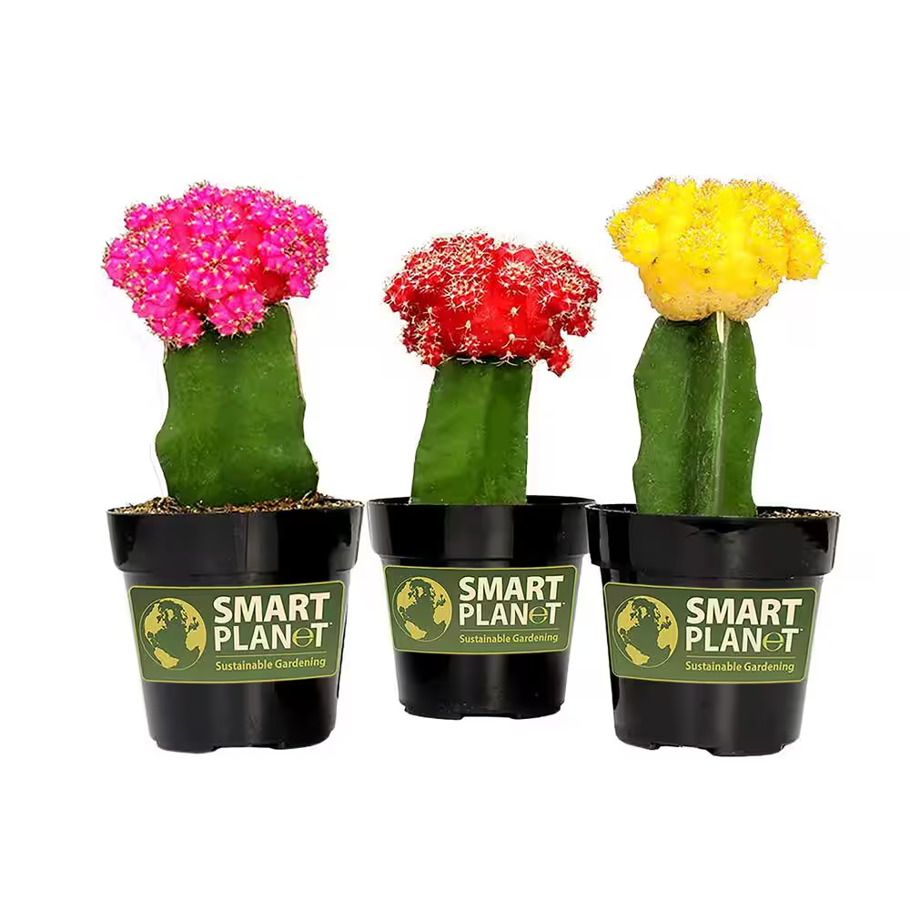 2.5 In. Assorted Grafted Cactus (3-Pack) | eBay