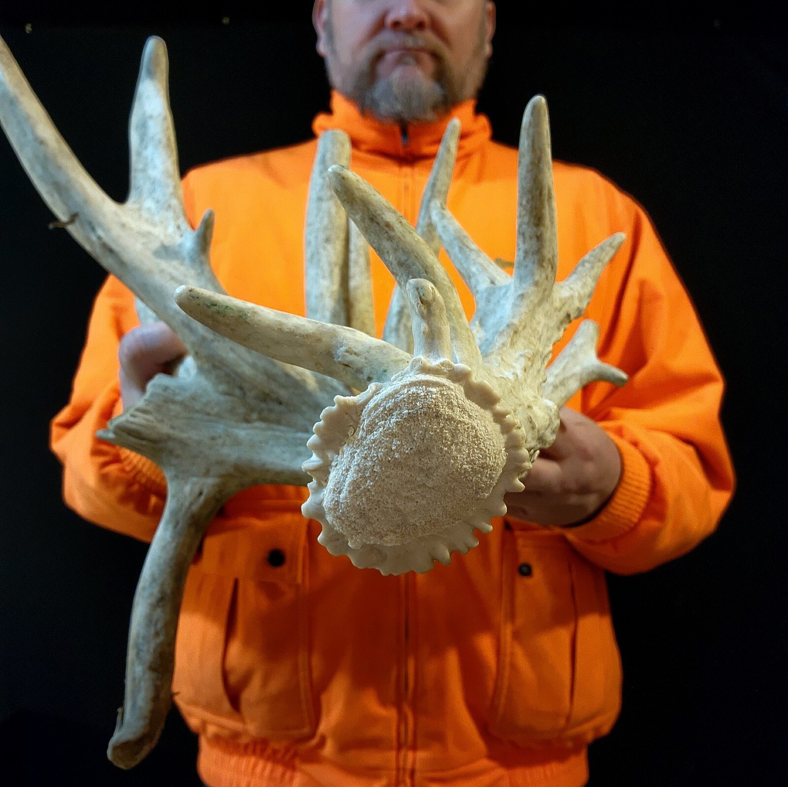 130” Big SELF STANDING 20 Point Whitetail Deer SHED ANTLER Racks Skull