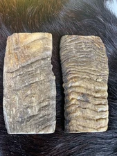 MERINO RAM HORN KNIFE HANDLE scales,  XL BLANK SCALES 5” x 2” x 3/8” (M928)