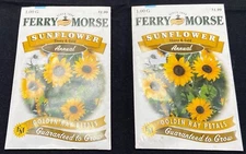 2 Ebony & Gold Sunflower Seed Packets Golden Ray Petals - Ferry Morse - 2 grams