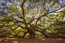 Angel Oak Tree Charleston South Carolina Photo Cool Wall Art Print Poster 16x24