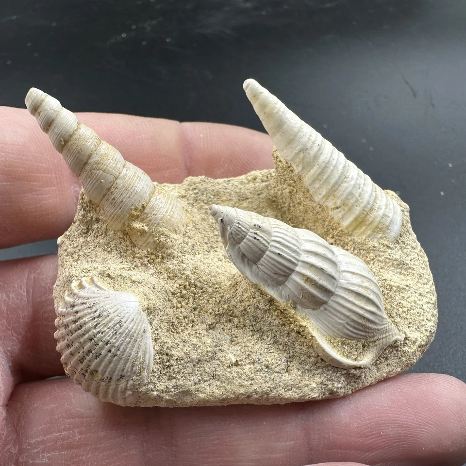 Fossil shell block, miocene age from france - Image 2 of 2
