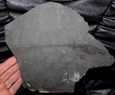 Anenchelum glarisianum - Big Oligocene fossil fish