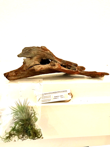 Malaysian Driftwood & Air Plant: A Perfect Fusion of Nature's Beauty, S (10~12") - Picture 3 of 5