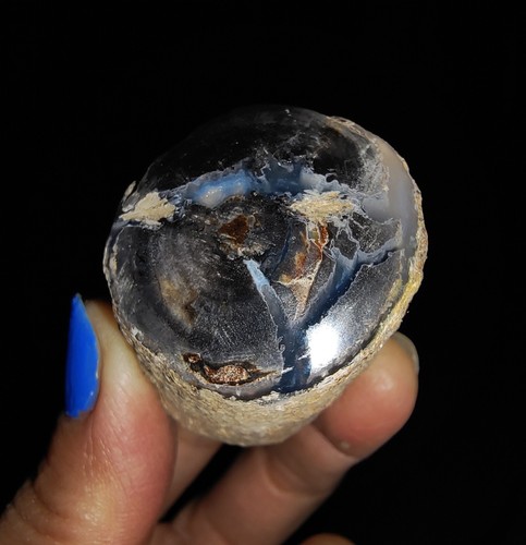 ¡¡INCREÍBLE AMONITA!! TRONCO DE MADERA PETRIFICADA, PULIDO SUPERIOR DE JAVA, INDONESIA, 29MM - Imagen 7 de 7