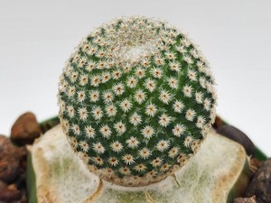 Mammillaria Crucigera | eBay