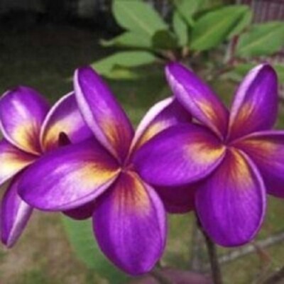 Purumeria❁⃘ 5 Purple Yellow Plumeria Seeds Plants Flower Flowers Perennial