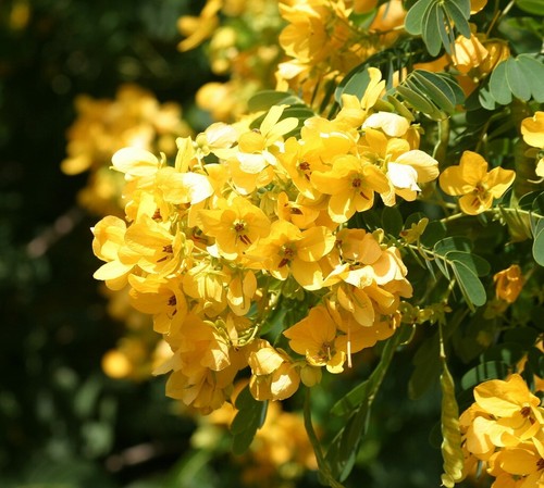 Senna surattensis, Cassia glauca, Senna sulfurea, Golden Cassia - 20 Sementes - 第 3/10 張圖片