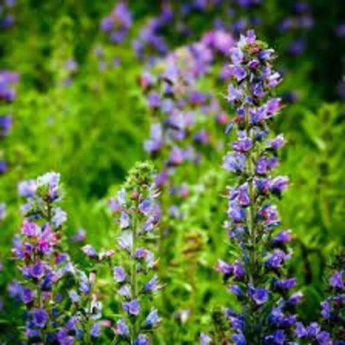 Herb plants, garden ready, 9cm pots lots of choice - Picture 59 of 298
