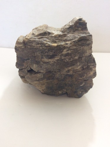 LARGE Petrified Wood Fossil Fossilized Wood 18 lbs 14 Oz - Picture 6 of 10