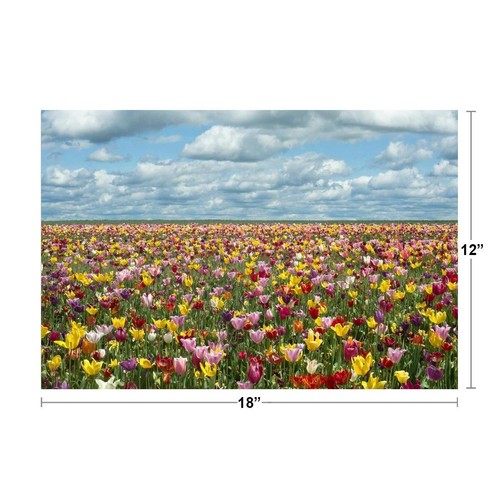 Tulip Fields in Oregon Photo Photograph Cool Wall Decor Art Print Poster 18x12 - Picture 2 of 3