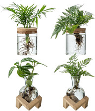 Plant Propagation Station, 2 Style Glass Planter Terrarium Set for Hydroponic Pl