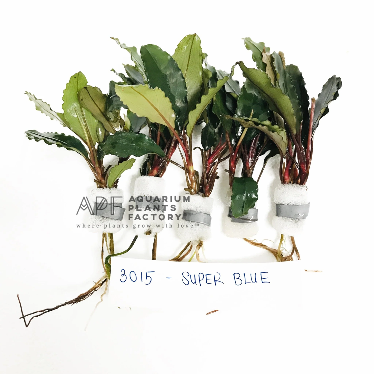 Bucephalandra Super Blue | Buce Aquarium Plants Factory® | eBay