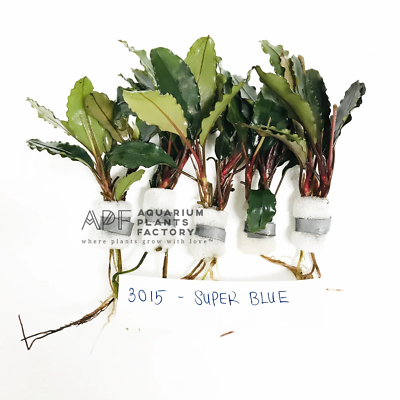 Bucephalandra Super Blue | Buce Aquarium Plants Factory® | eBay