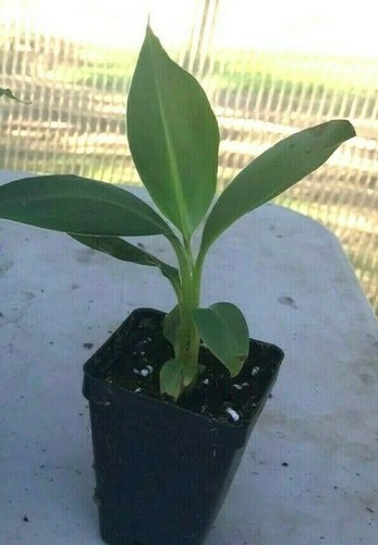 Dwarf Cavendish Banana Tree - Musa - LIVE PLANT - Picture 9 of 12