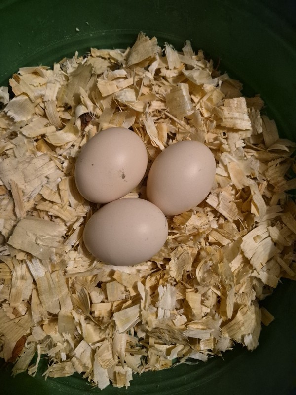 6 SWEDISH FLOWER EGGS