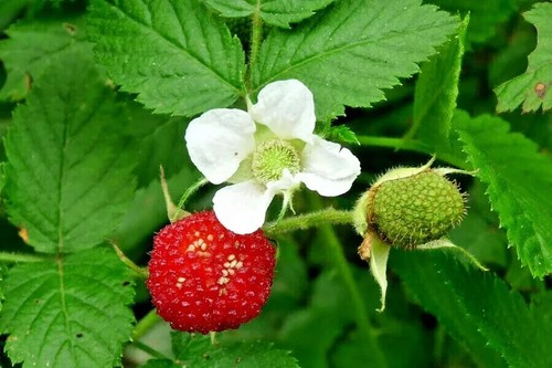 LARGE NATIVE BUSH TUCKER PLANT PACK-9 X PLANTS-BUSH FOOD-RARE FRUIT TREE PACK - Picture 9 of 15