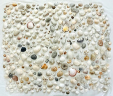 400 Beach Sea Shells Large Medium Small Keyhole Limpets Coral Nautical Shore Lot
